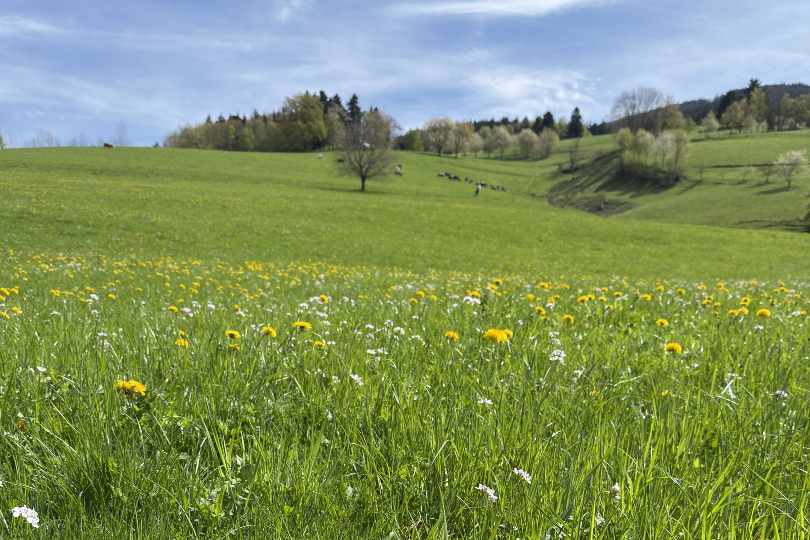 Löwenzahnwiese im Frühling mit Blick auf die Hügel